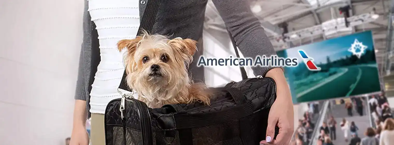 American Airline Pet Policy