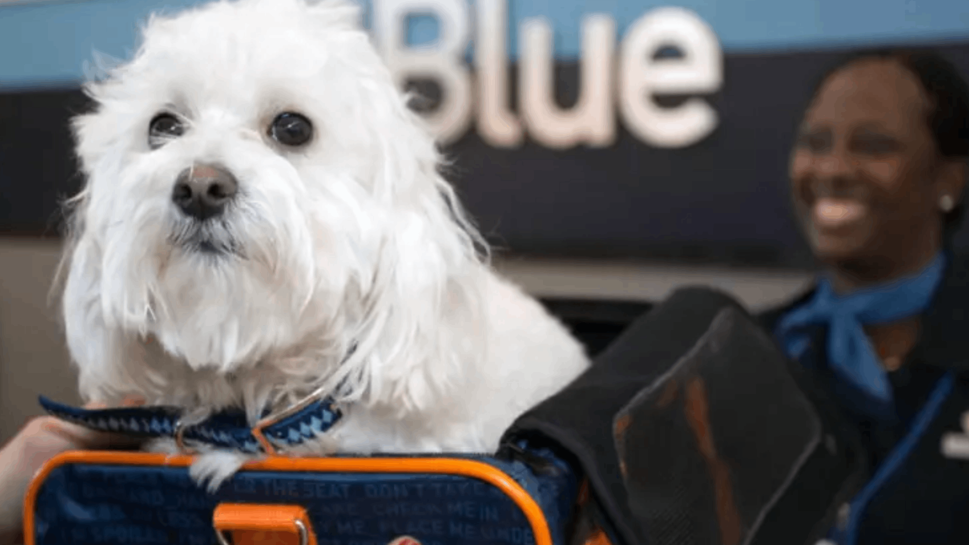 can i fly with my dog on jetblue