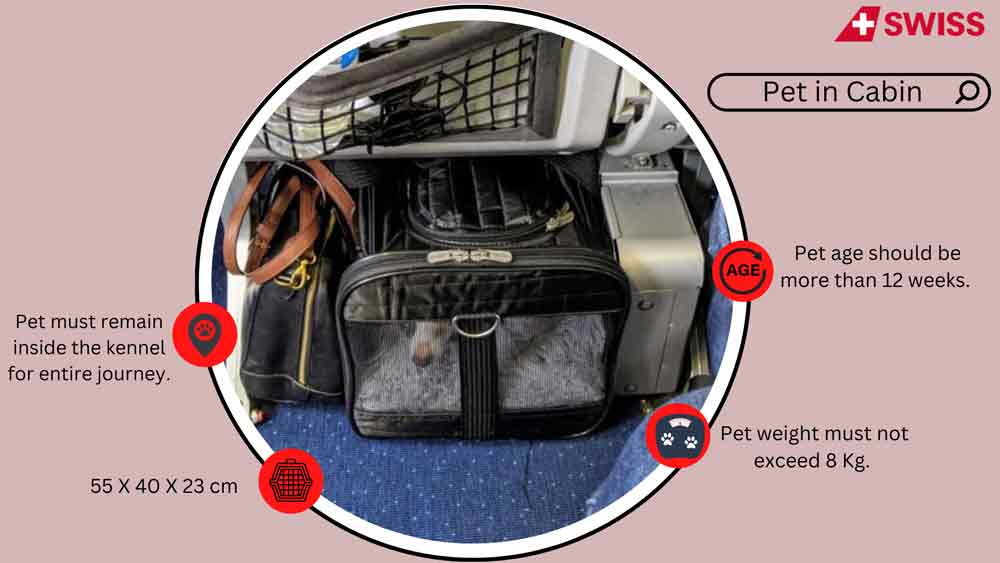 swiss Airlines Pet in cabin