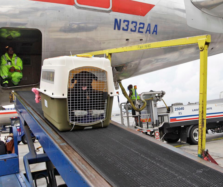 American airlines pet policy in cargo