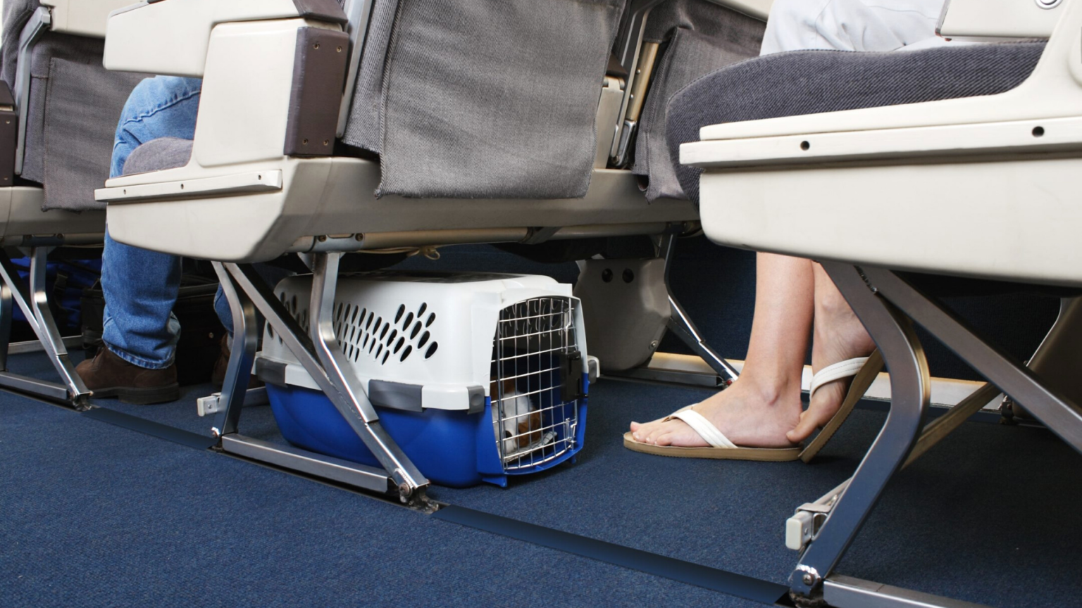 Air Canada Pet Policy In Cabin & Cargo 8885650250