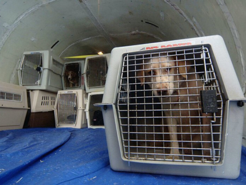 United Airlines Pet Policy +1 8885650250 In Cabin & Cargo